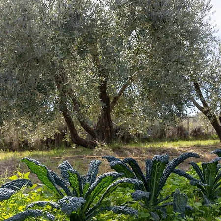 La Collina *