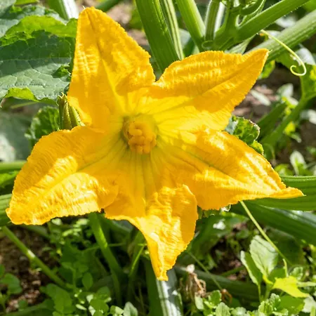 La Collina Bauernhof *