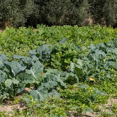 La Collina Bauernhof