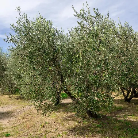 La Collina Bauernhof Pitigliano