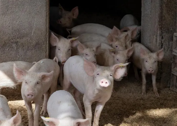 Bauernhof La Collina *